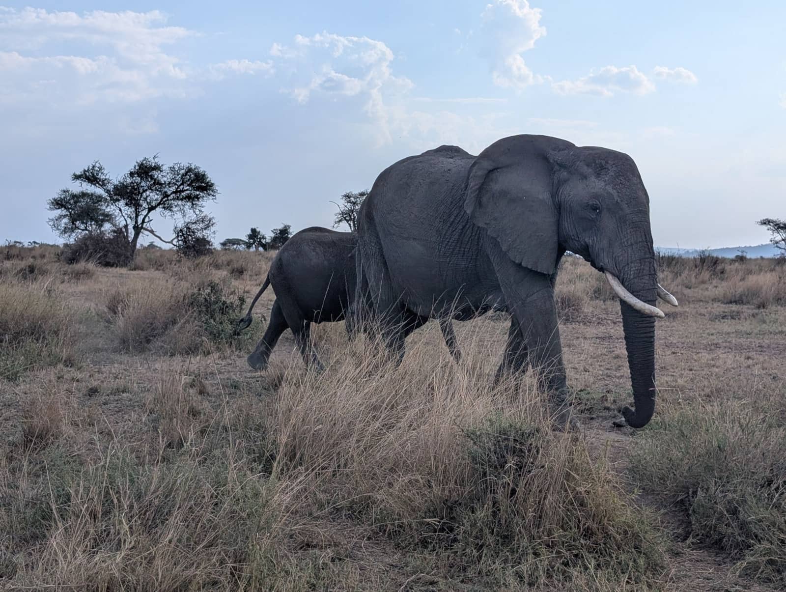 Elephant family at sunset