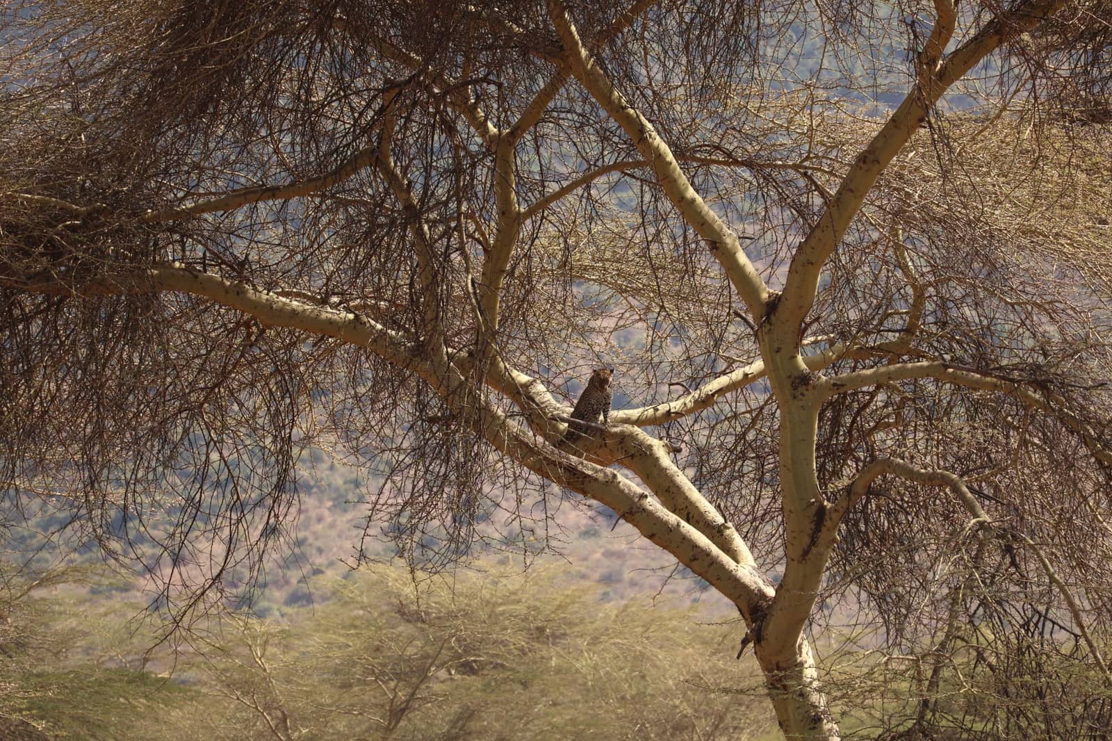 Leopard in a tree