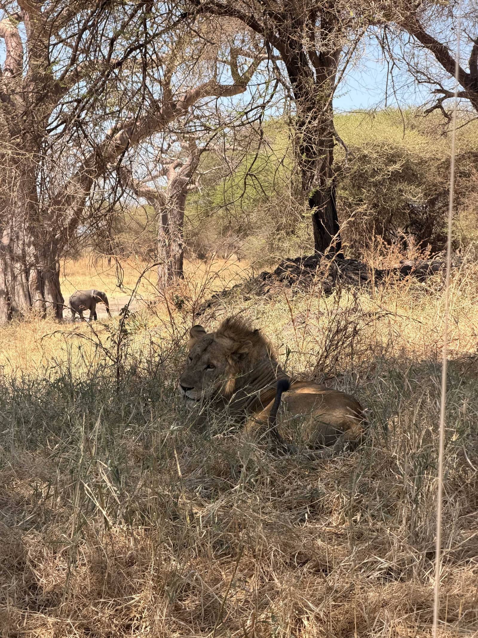 King of the savannah