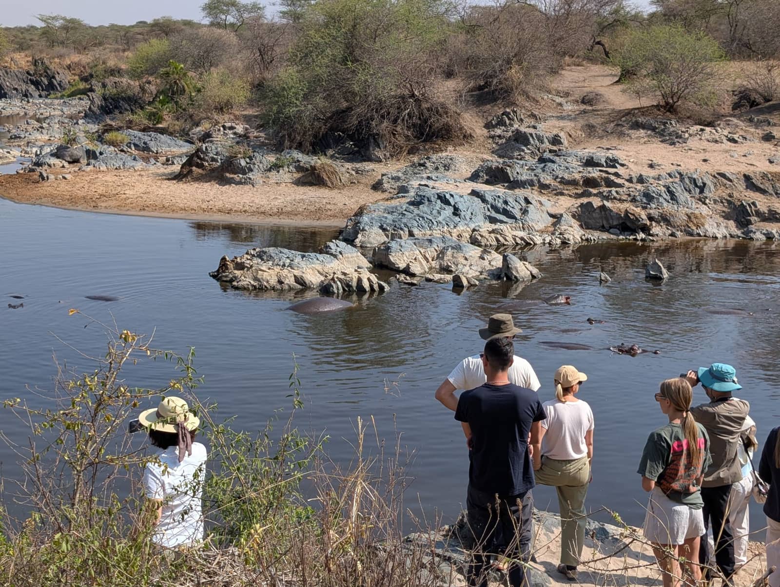 Watching hippos