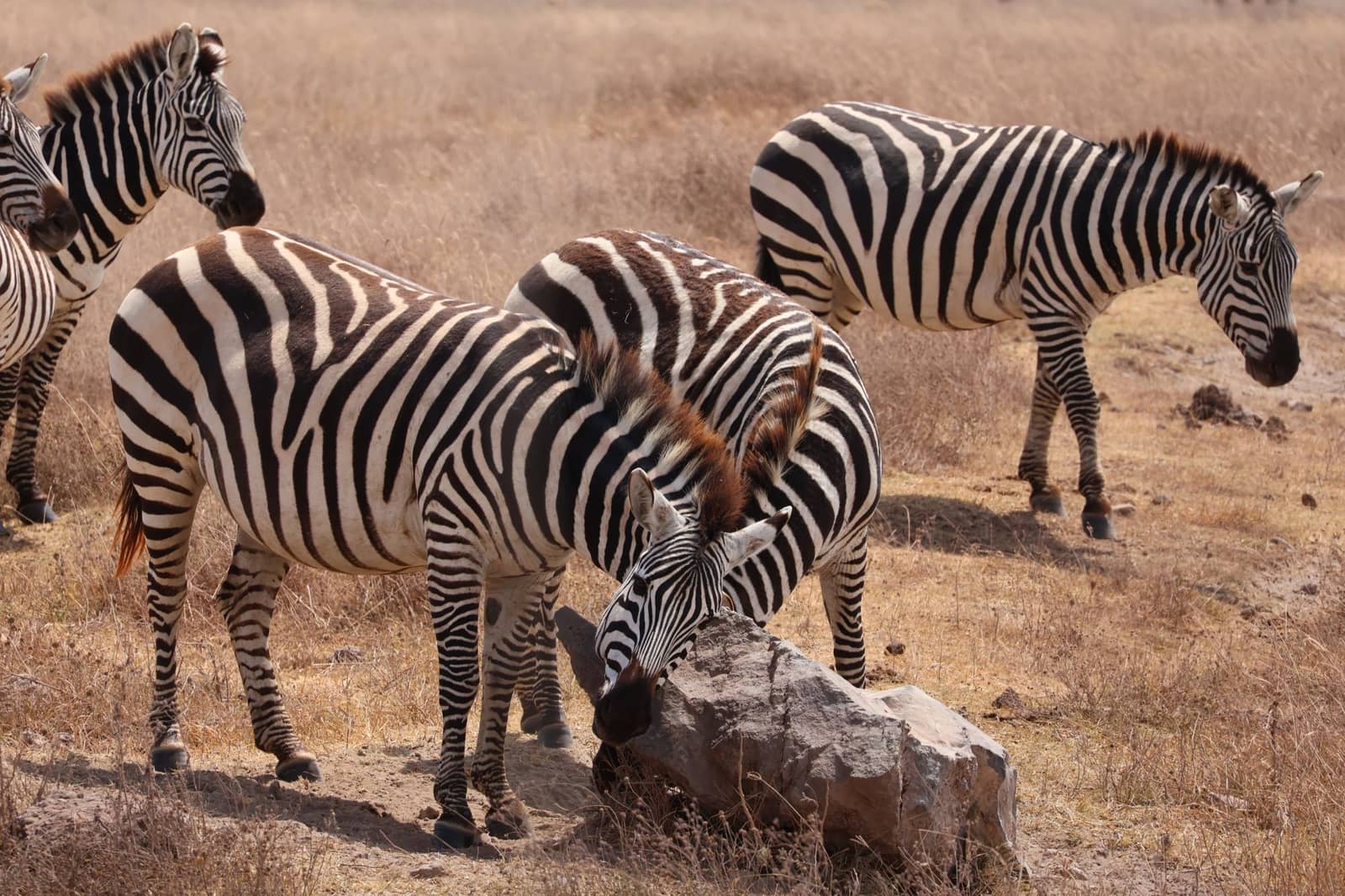 Herd of zebras