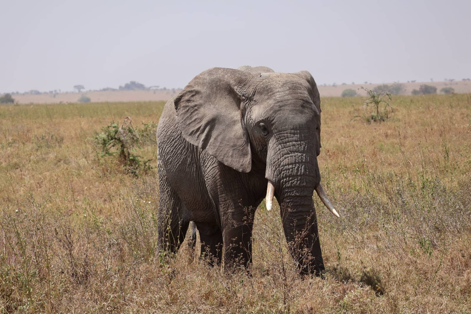 Elephant portrait
