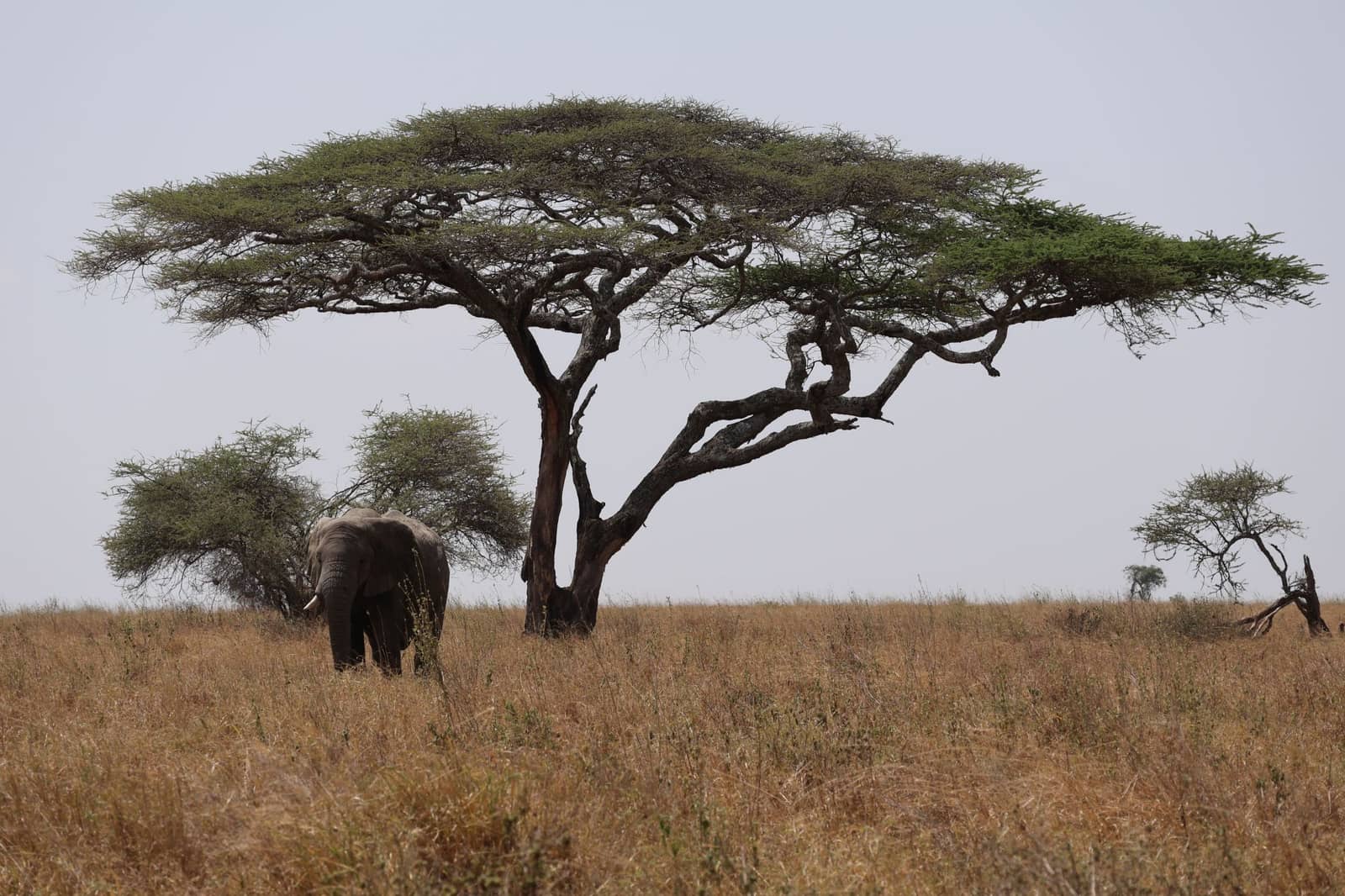 Elephant under an acacia tree