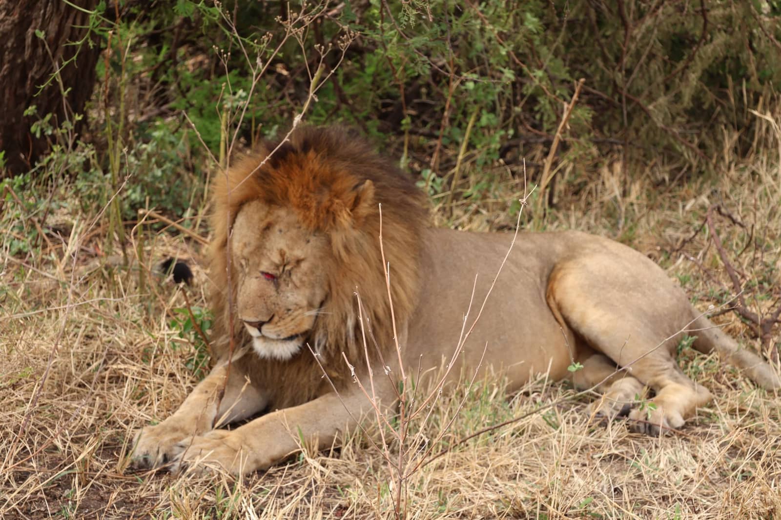 Kilimanjaro National Park