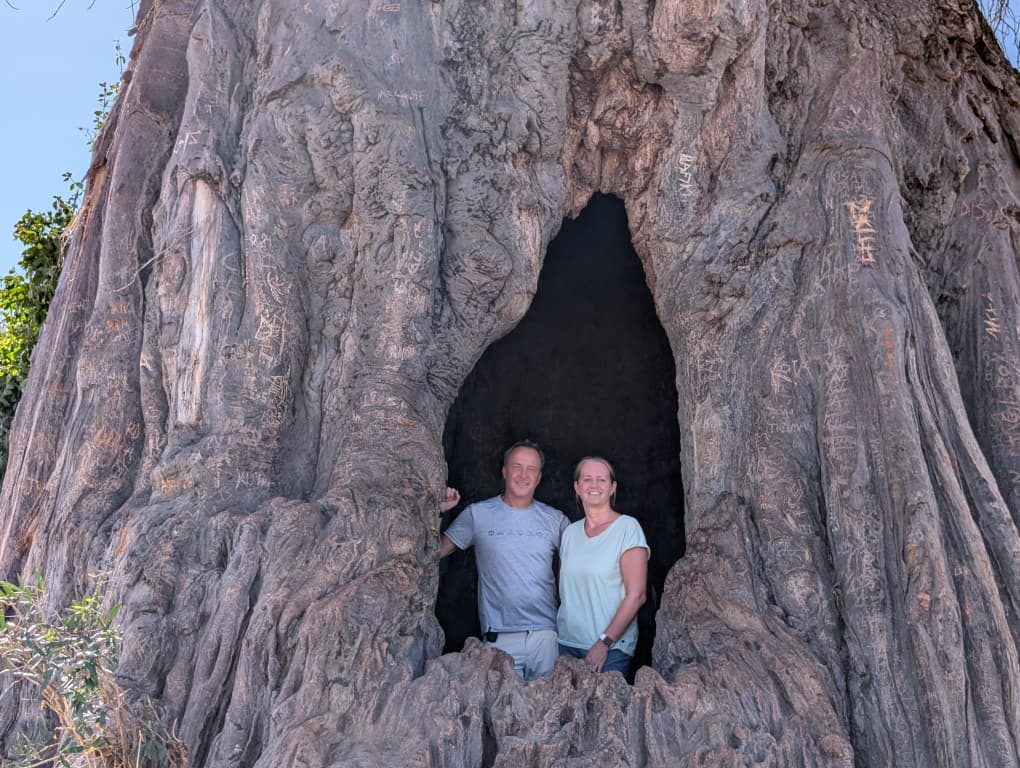 Inside a giant baobab