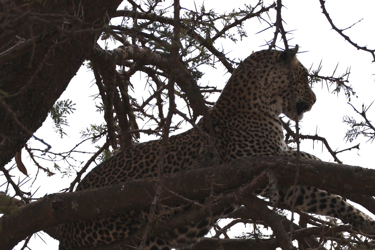 Leopard resting in a tree at Ndutu