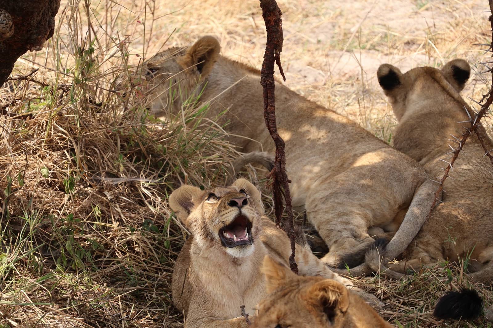 Serengeti National Park