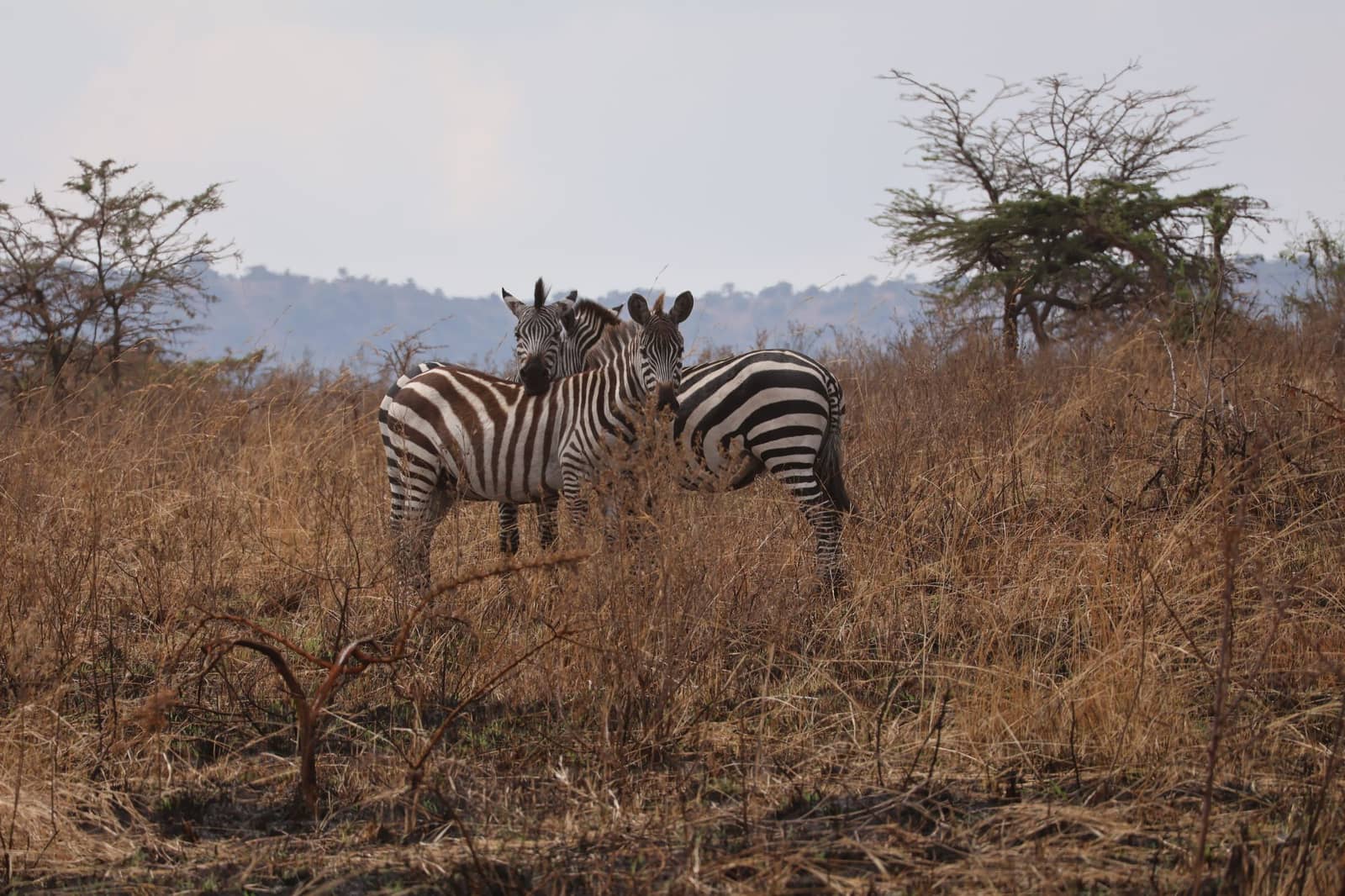 4-Day Safari – Big Five
