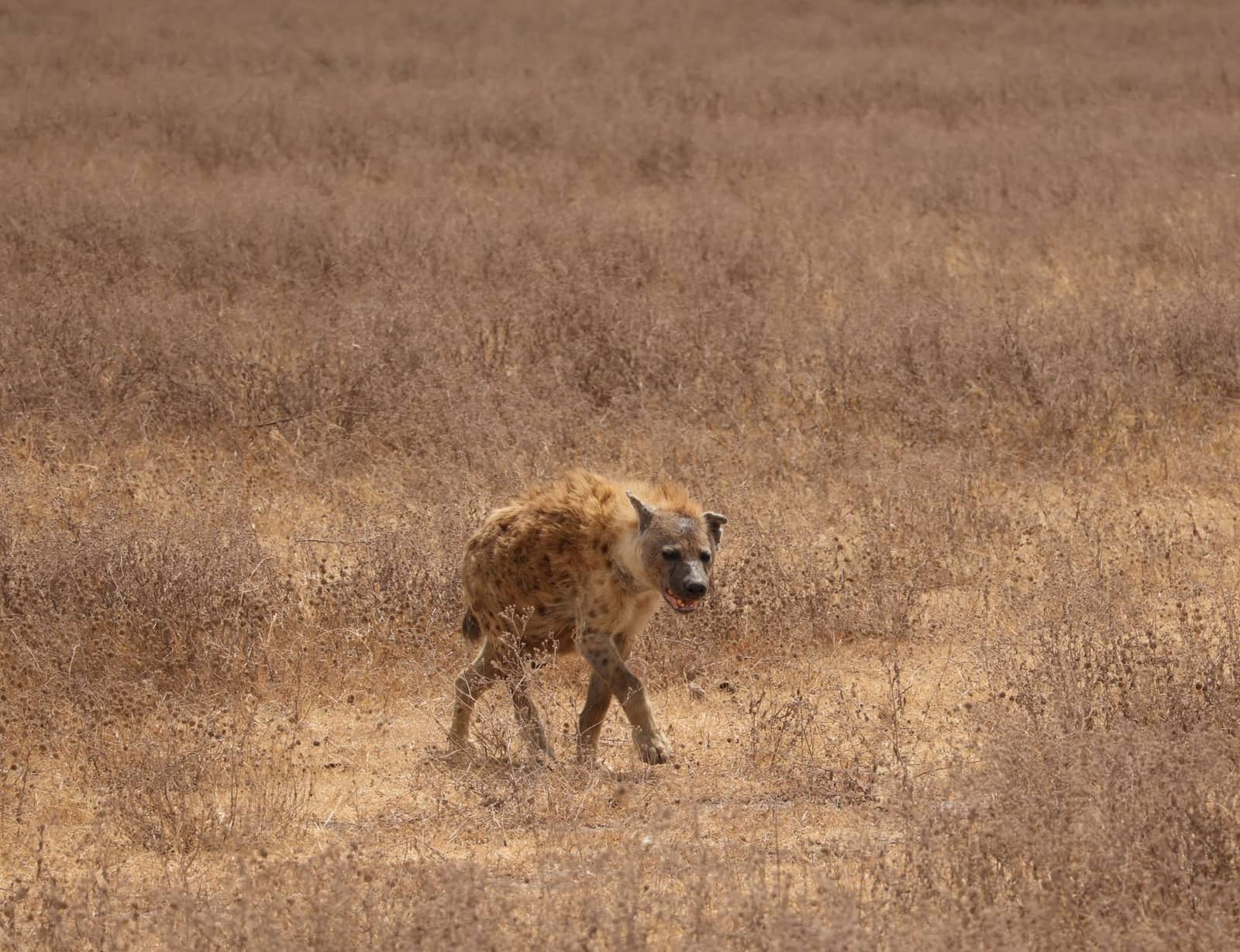 Lake Manyara National Park
