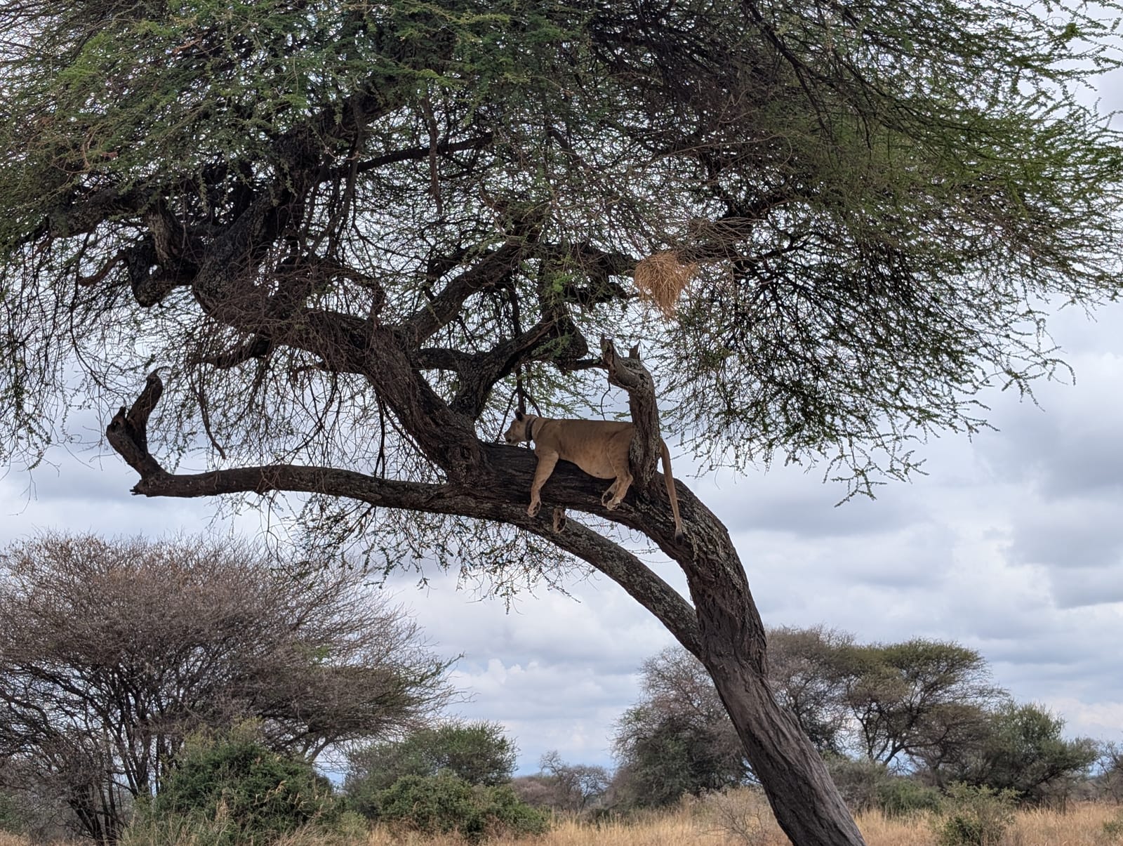 3-Day Tanzania Budget Safari: Tarangire, Ngorongoro & Lake Manyara