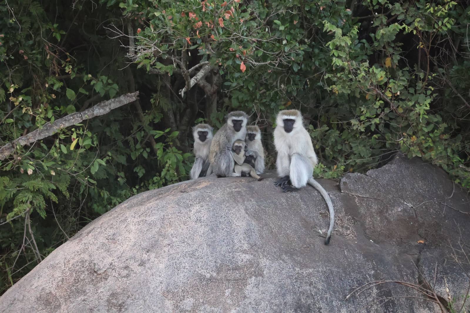 Arusha National Park