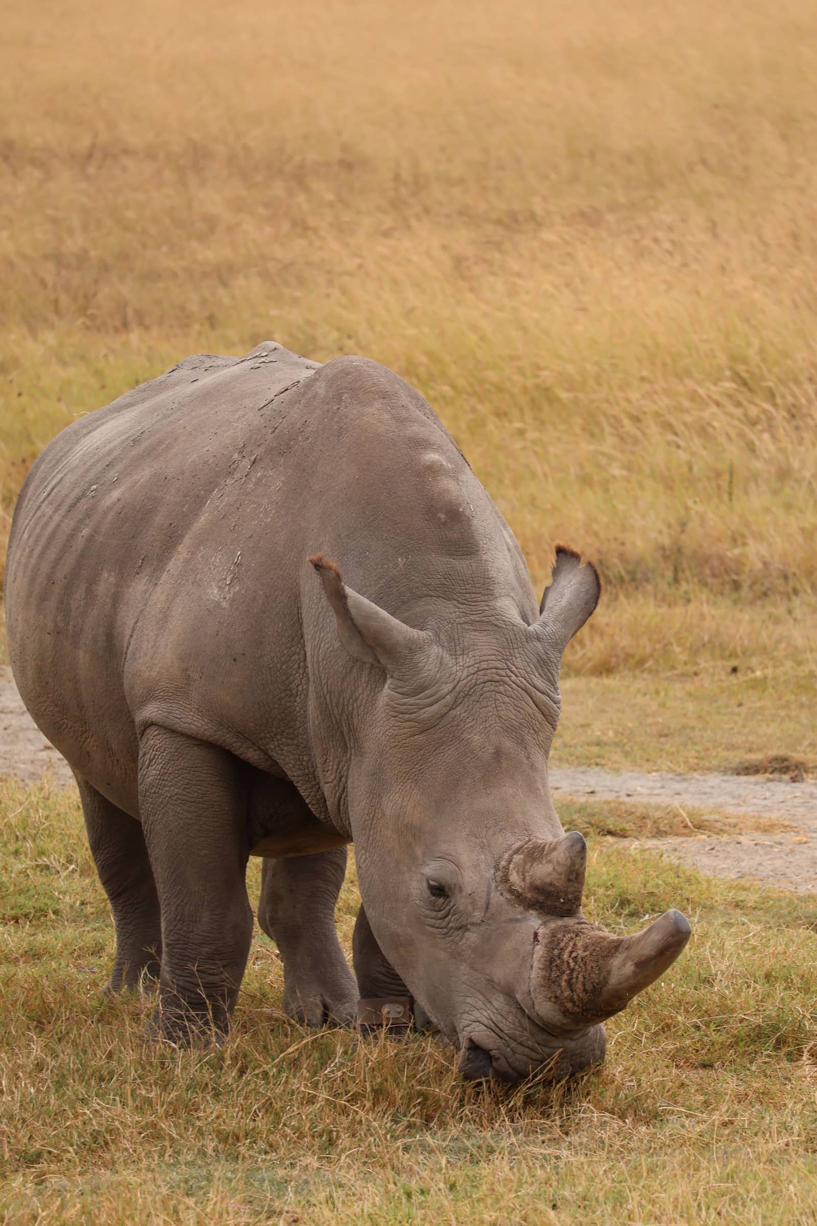 White rhino