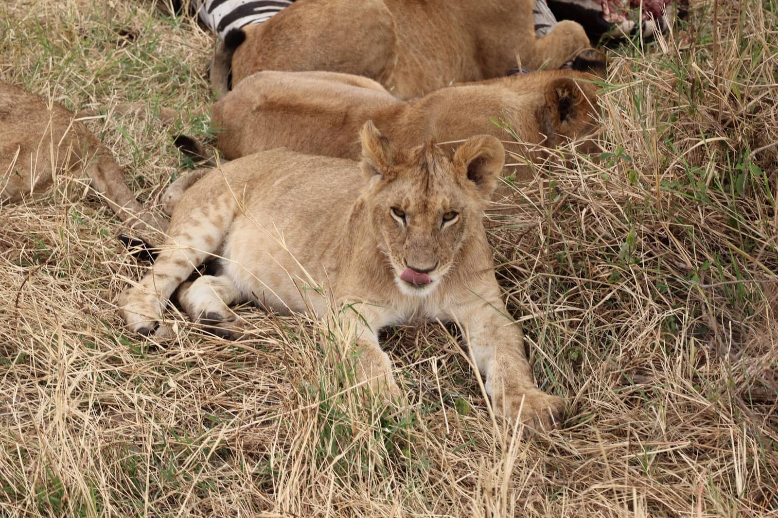 1-Day Safari – Tarangire